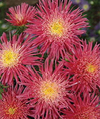 Aster, Salmon Red 1 Pkt (100 seeds)