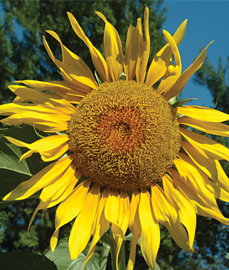Sunflower, Pikes Peak 1 Pkt (20 seeds)
