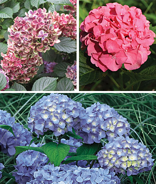 Hydrangea, Mophead Trio Collection 3 plants