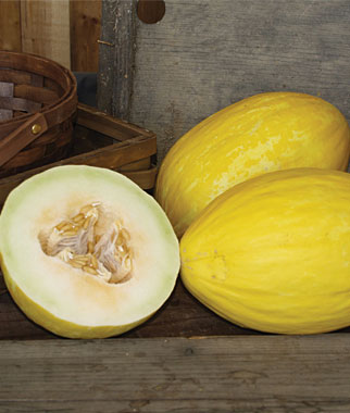 Melon, Canary, Spanish Sun Hybrid 1 Pkt. (30 Seeds)