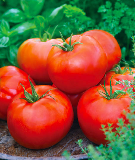 Tomato, Big Daddy Hybrid 1 Pkt. (25 Seeds)