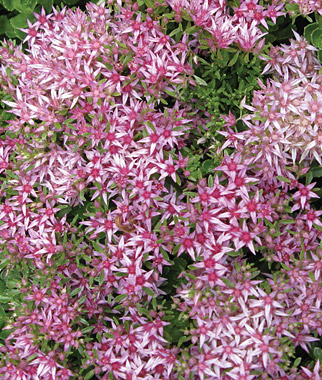 Sedum, Heronswood Pink Stars 1 plant