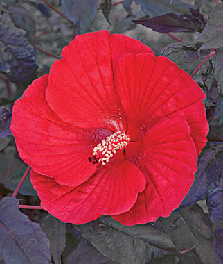 Hibiscus, Midnight Marvel PPAF 1 Plant