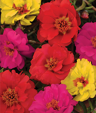 Portulaca, Color Carosel Mix 1 Pkt. (50 seeds)