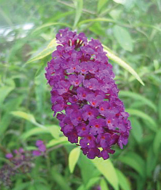 Buddleia, Santana PP12383 1 Plant
