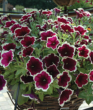 Petunia, Cascadia Rim Magenta 3 Plants