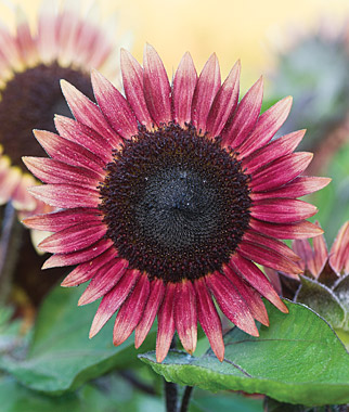 Sunflower, Ms. Mars 1 Pkt. (25 Seeds)