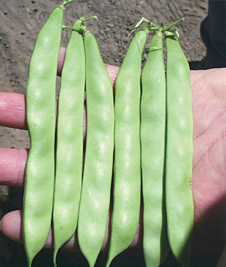 Bush Bean, Venice 200 Seeds