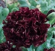 Black Poppy