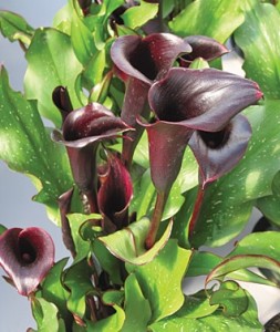 Black Star Calla Lily