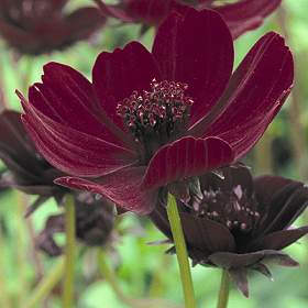 Chocolate Cosmos