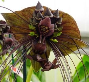 Bat Orchid