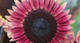 New Flowers, Fruits and Vegetables for 2014