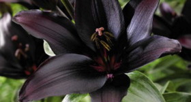 Black Lily