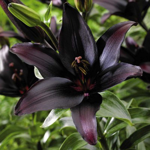 Black Lily Black Lily