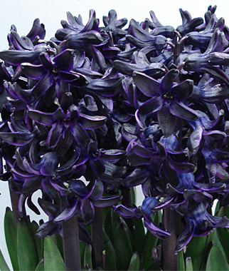 Hyacinth, Dark Dimension Hyacinth, Dark Dimension