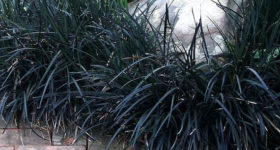 Black Mondo Grass