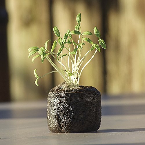 Starter Kits and Indoor Plants for Kids