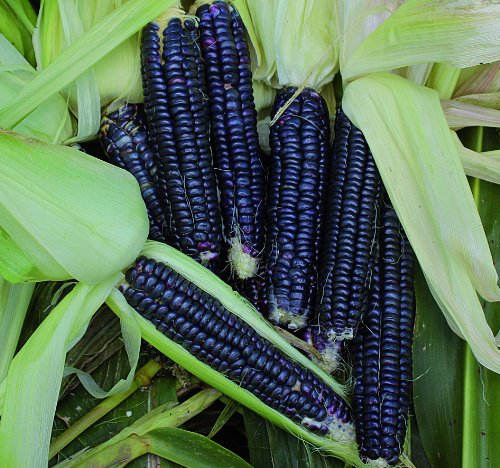 Black Aztec Corn