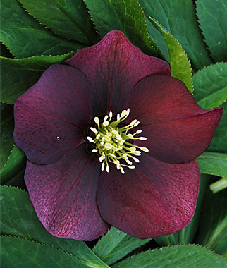 New Black Plants for 2015
